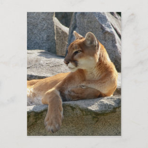 Carte Postale Cougar Postcard