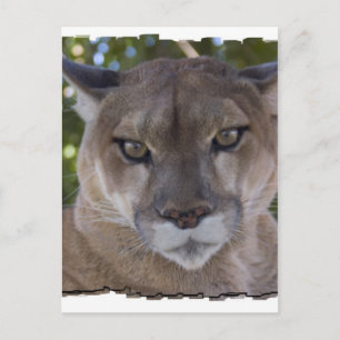 Carte postale Cougar Pounce