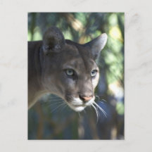 Cougar (Puma Concolor) Photographie faciale