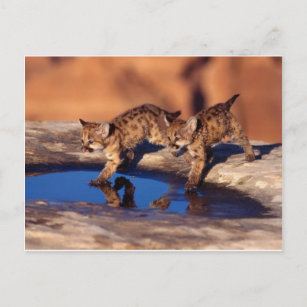 Carte Postale cougar twin