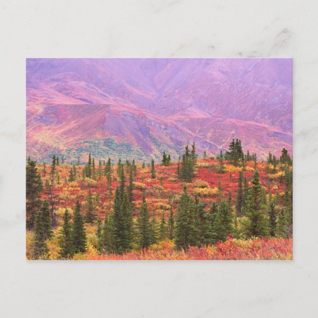 Carte Postale Couleur d'automne dans le Parc national de Denali (Devant)