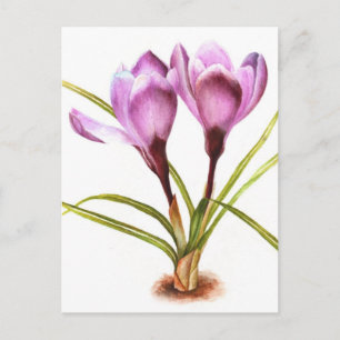 Carte postale couleur fine art crocus violet