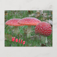 Carte postale couleur Fly Amanitas HELLO