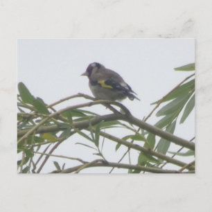 Carte postale couleur Goldfinch do-it-yourself