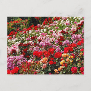 Carte postale couleur rose jardin
