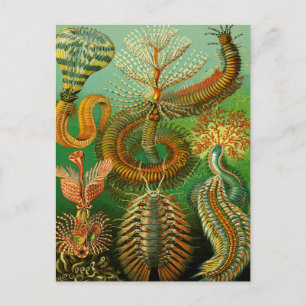 Carte Postale Couleur sous-marine