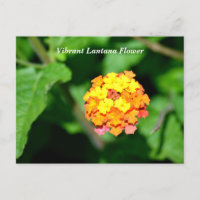 Couleur vive Lantana Flower