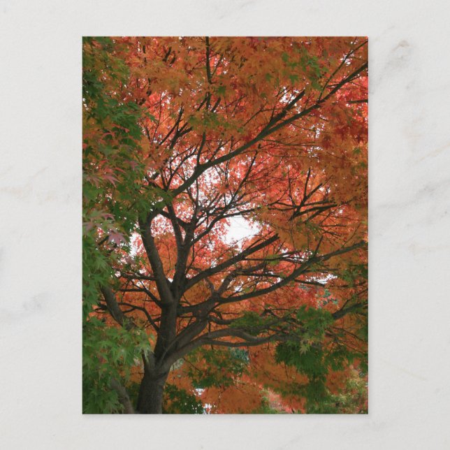 Carte Postale Couleurs (Devant)