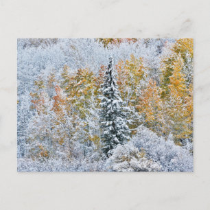 Carte Postale Couleurs automnales des Aspens et du col Keebler