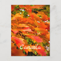 Couleurs automnales Feuilles automnales Sucre Érab
