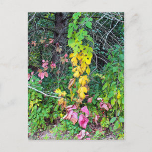 Carte Postale Couleurs d'automne