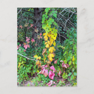 Carte Postale Couleurs d'automne