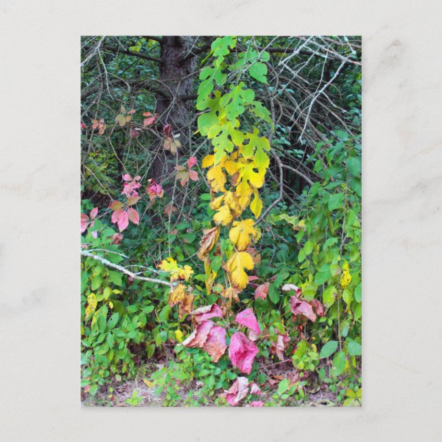 Carte Postale Couleurs d'automne (Devant)