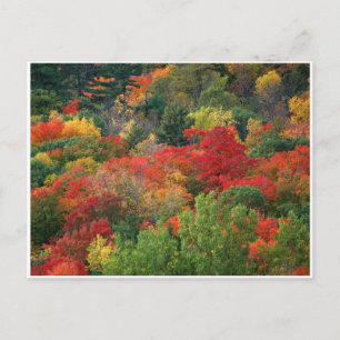 Carte Postale Couleurs d'automne