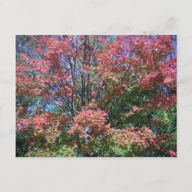 Carte Postale Couleurs D'Automne Assez Lumineuses D'Arbre Et De  (Devant)