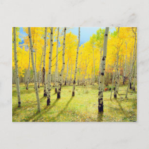 Carte Postale Couleurs d'automne des arbres d'Aspen 4