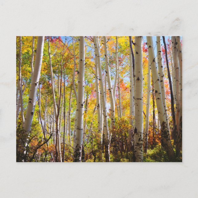 Carte Postale Couleurs d'automne des arbres Trembles 5 (Devant)