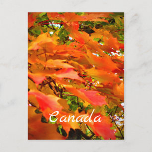 Carte Postale Couleurs d'automne Feuilles d'érable Arbre Canada