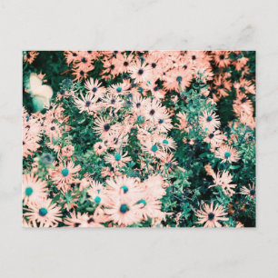 Carte Postale Couleurs uniques fleurs sauvages