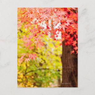 Carte Postale Couleurs vives de l'érable japonais en automne