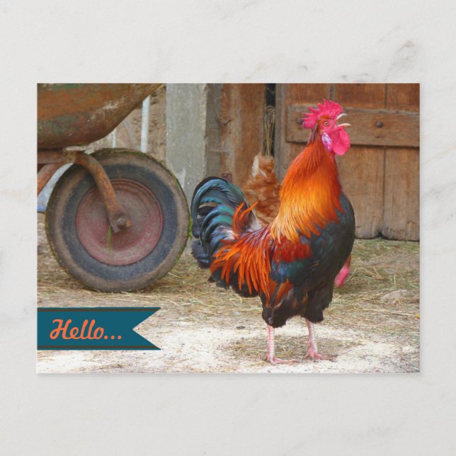 Carte Postale Country Barnyard Rooster Photocarte postale (Devant)