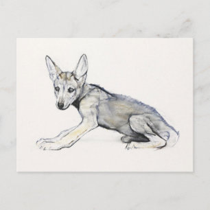 Carte Postale Coupe de loup d'Arabie pour adolescents 2009