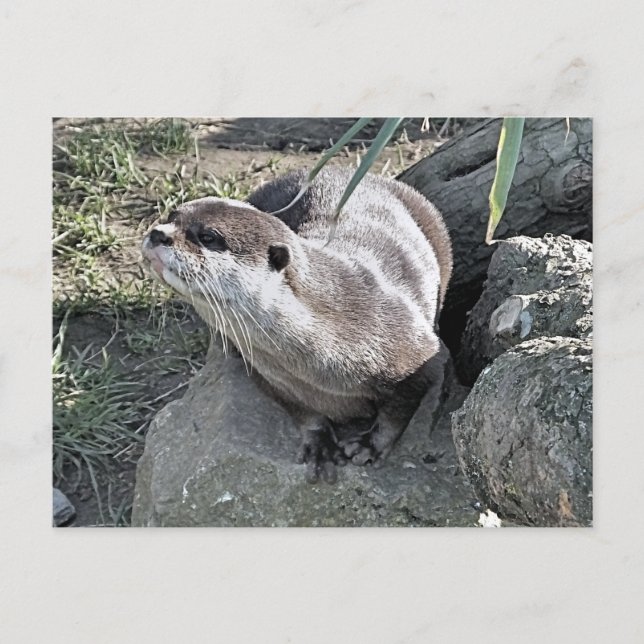 CARTE POSTALE COUPER OTTER (Devant)