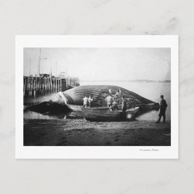Carte Postale Couper une baleine bleue en Alaska Photo (Devant)