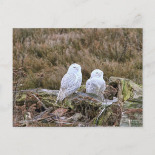 Carte Postale Couple de Chouette Neige