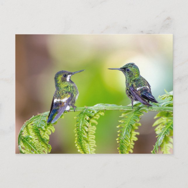 Carte Postale Couple de colibri sur la feuille (Devant)