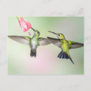 Carte Postale Couple de colibri volant côte à côte