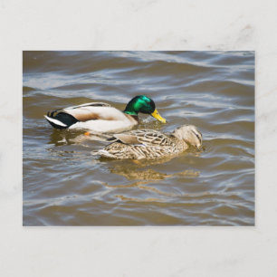 Carte Postale Couple de colverts