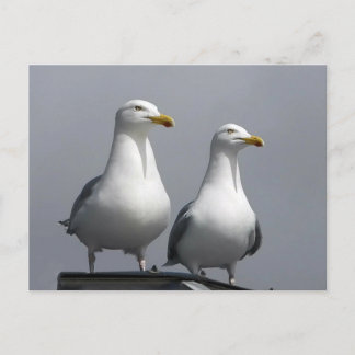 Carte Postale Couple de goélands romantiques sur l'île de Skye e
