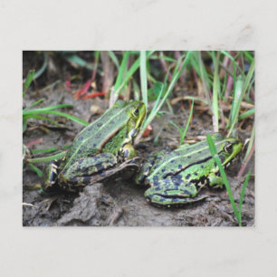 Carte Postale Couple de grenouille