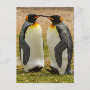 Carte Postale Couple de manchots royaux, Falklands
