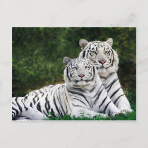 Carte Postale couple de tigres