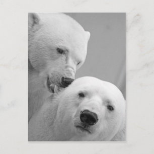 Carte Postale Couple d'ours polaires mignon