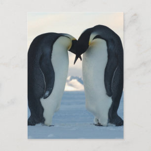 Carte Postale Courage de l'empereur Penguin