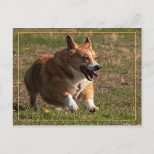 Carte Postale Courant Corgi