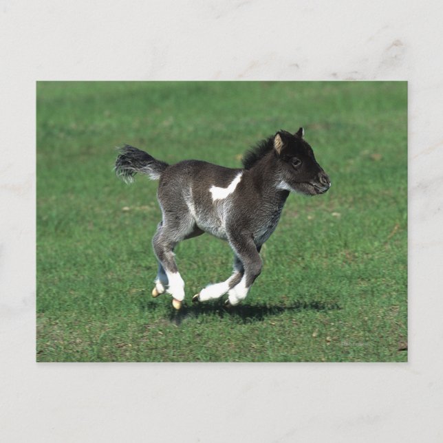 Carte Postale Courant de poulain miniature (Devant)