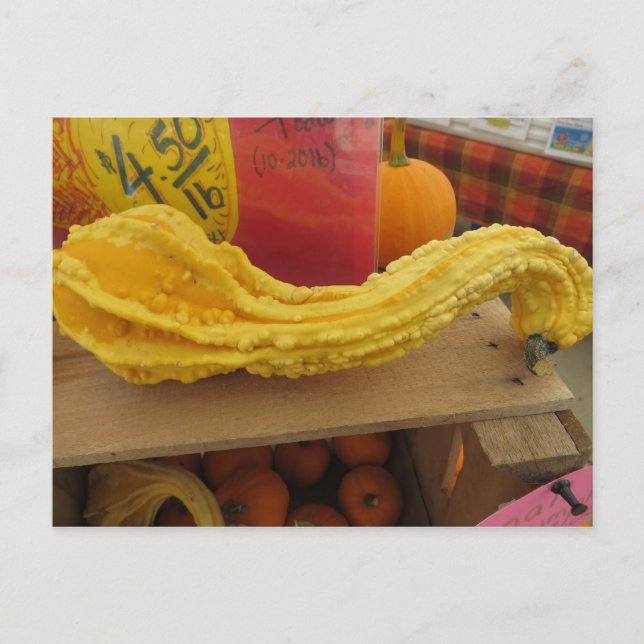 Carte Postale Courge nouée (Devant)