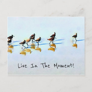 Carte Postale Courir des bécasseaux sur Hilton Head Beach