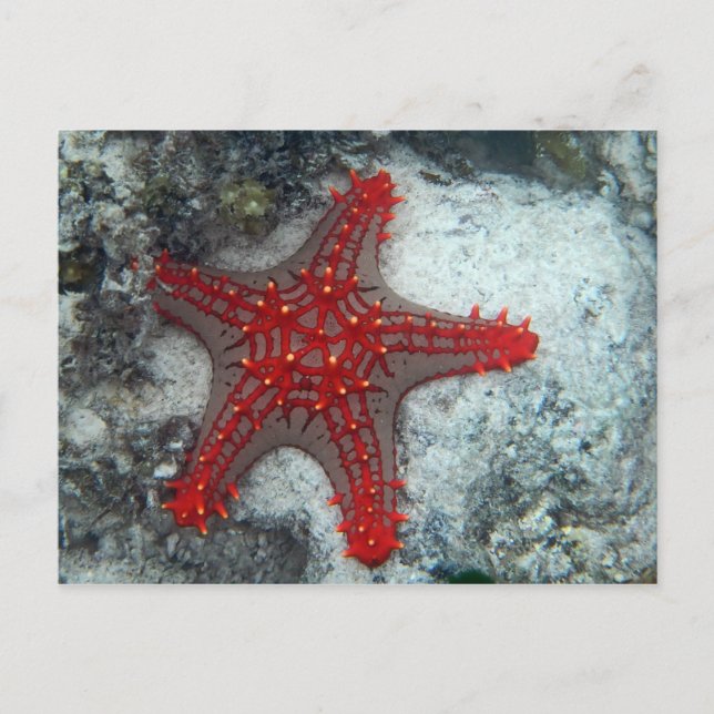 Carte Postale Couronne des étoiles de mer d'épines sur le récif (Devant)