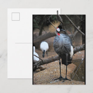 Carte Postale Couronné d'or