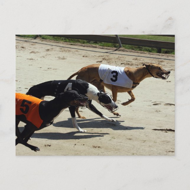 Carte Postale course greyhound (Devant)
