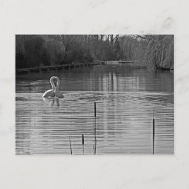 Carte Postale Courtiser les cygnes en noir et blanc