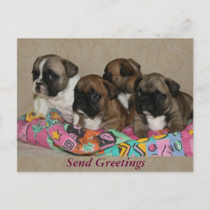 Carte Postale Coussin bouledogues français Bulldogue français