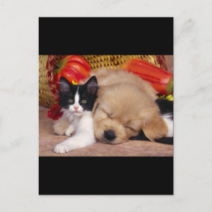 Carte Postale Coussin Kitten