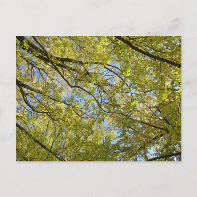 Carte Postale Couvert de feuilles de Ginkgo (Devant)