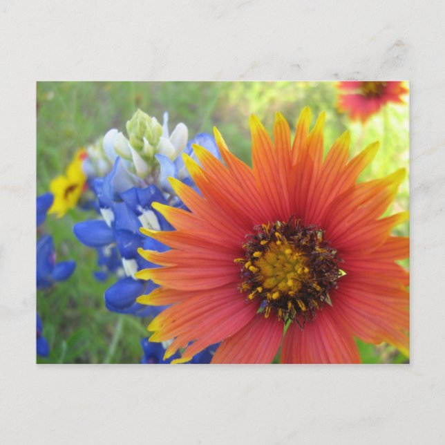 Carte Postale Couvertures et Bonnets (Devant)